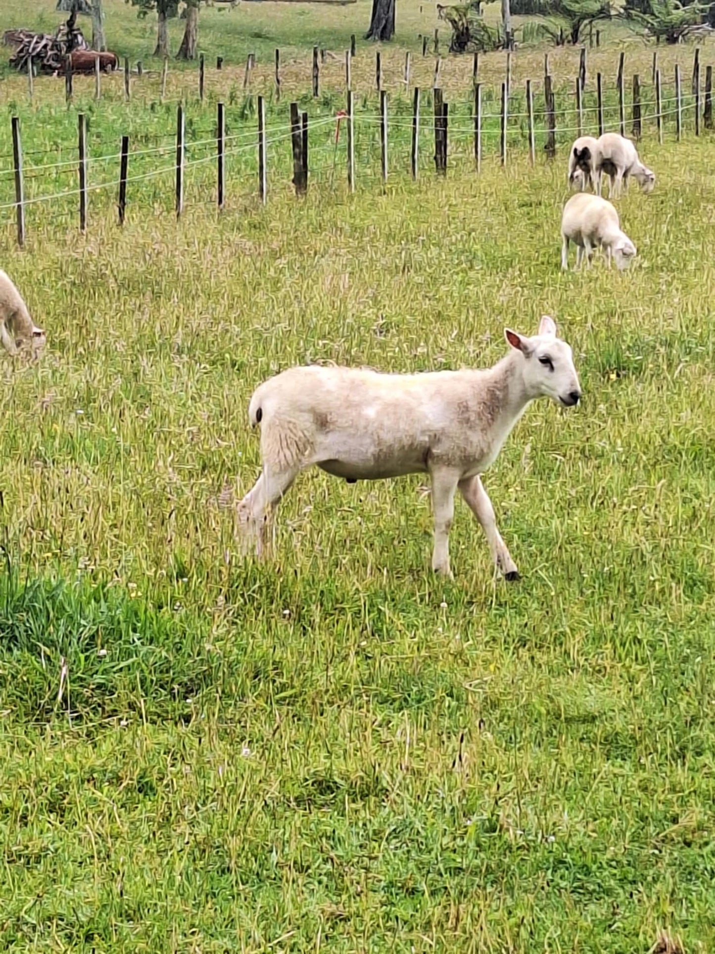 Wiltshire lambs