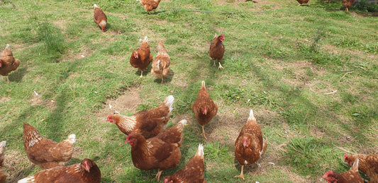 Almost laying hens