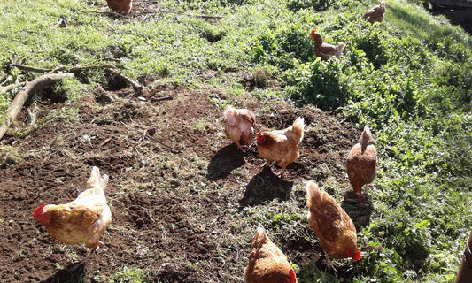 Laying hens
