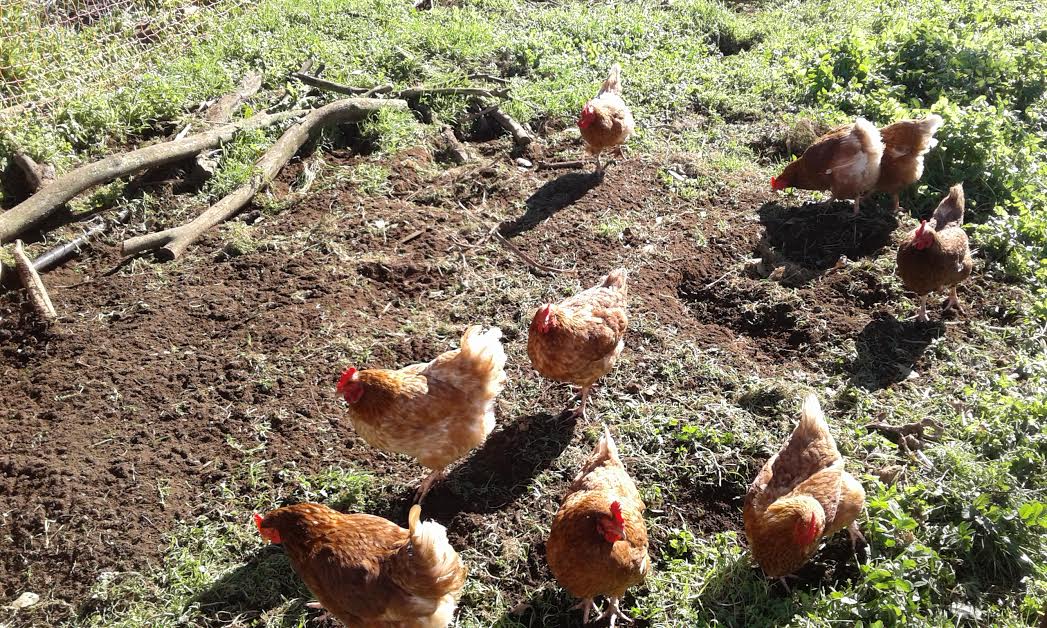 Laying hens