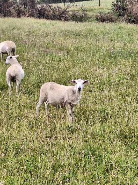 Wiltshire lambs