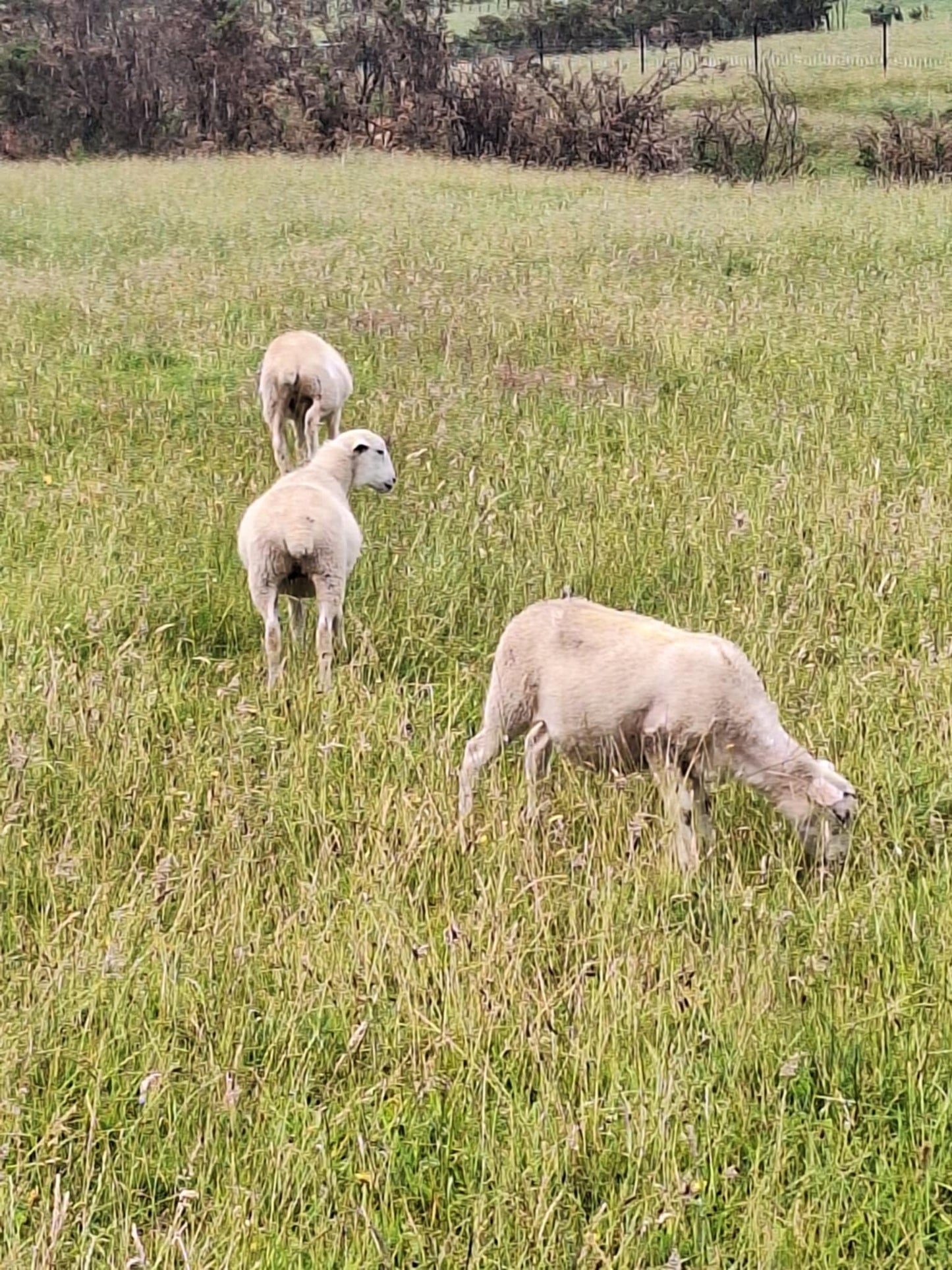 Wiltshire lambs