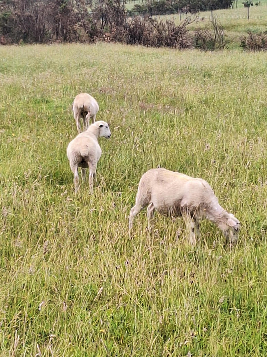 Wiltshire lambs