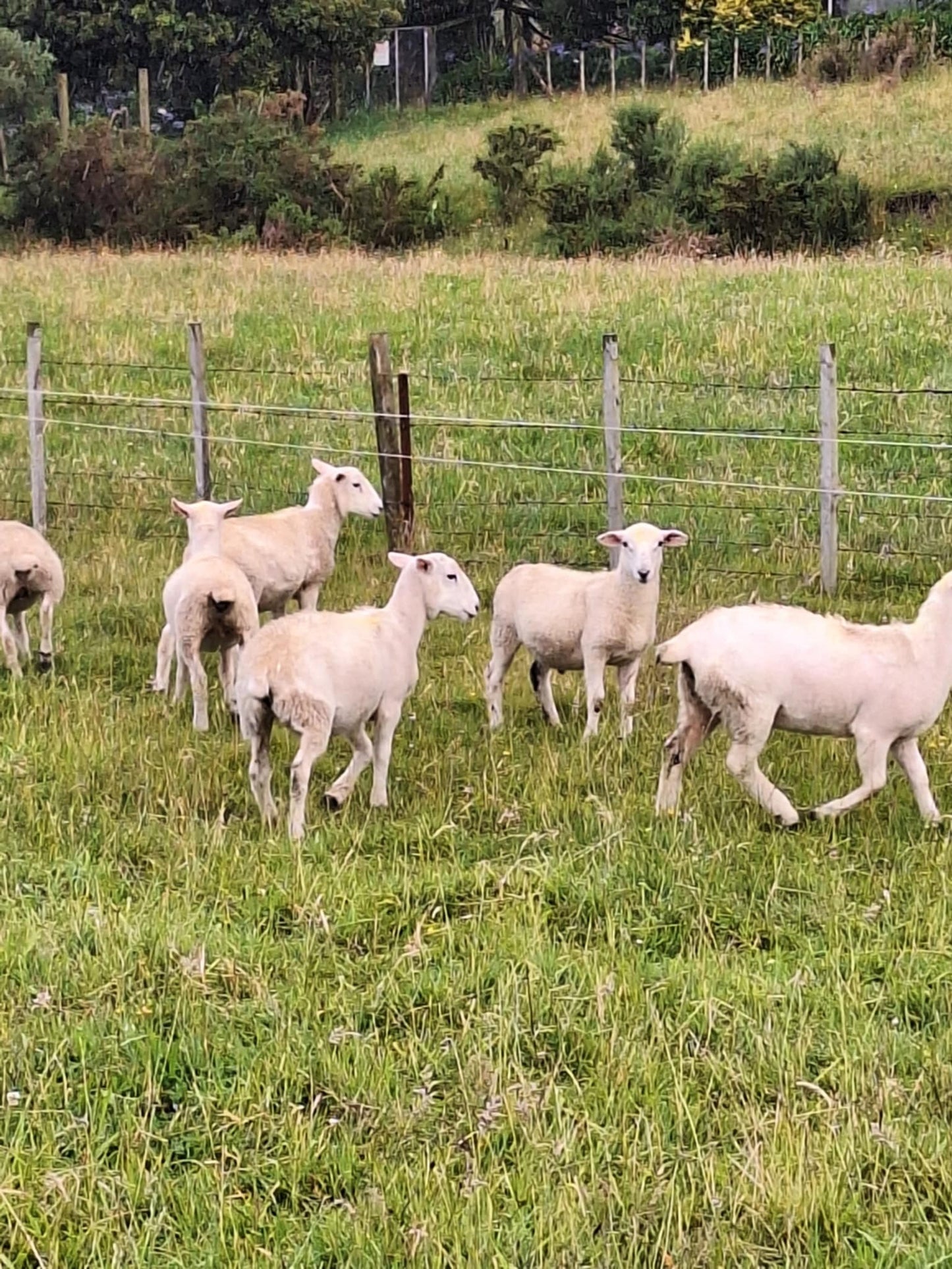 Wiltshire lambs